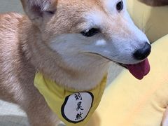 -逗柴咖啡屋·狗咖猫咖宠物桌游