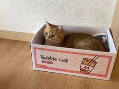 -猫腻·猫咖·撸猫馆(星光大道店)