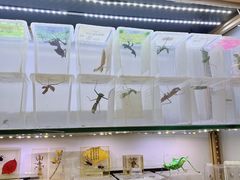 -宝鸡东道花鸟鱼虫市场(吉利花园商场店)