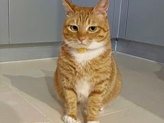 -艾贝尔宠物医院·24H转诊中心·肿瘤猫专科(江宁双龙店)