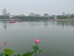 -莲花池公园