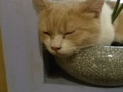 -猫色咖啡·猫咖