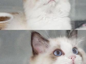 你们是小天仙下凡 跟我回家吧 布偶猫