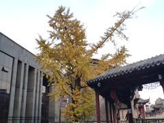 -龙潭水乡