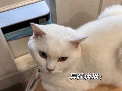 -楼上猫咖(罗湖店)