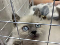 -屋虎猫馆(宝安大仟里店)