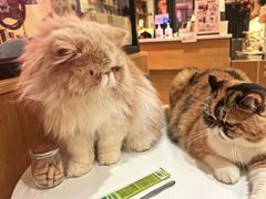 -滚猫咖啡·猫咖·猫友好撸猫(未来城店)