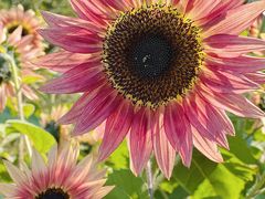 -花开海上生态园