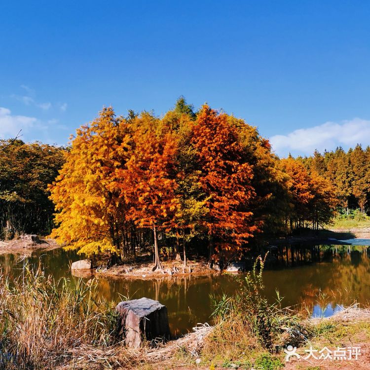 秋色满满的宝山罗泾水源涵养林