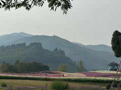 -径山花海