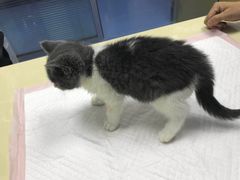 -美联众合动物医院(·中兽医·疑难杂症·严家桥分院)