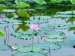-梅州天地人花园酒店(梅县人民广场店)