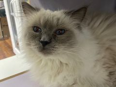 -喵的天空名猫咖啡馆·撸猫·猫舍·用品