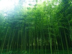 -黄海国家森林公园