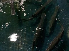 -鸿渡渔庄·特色鸭咀鱼