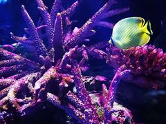 -暹罗海洋世界