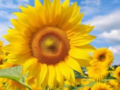 -光明小镇欢乐田园