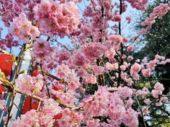 -南山植物园