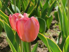 -长春公园(普阳街道)