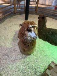 -Zoolung Zoolung动物主题公园(海信广场店)