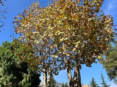 -云南师范大学(一二一西南联大校区)