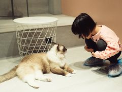 -猫儿山۰猫主题餐厅
