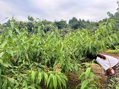 -桃源山庄·水蜜桃采摘·柴火鸡·烧烤团建(龙泉山店)