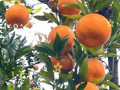 -樱桃山旅游景区