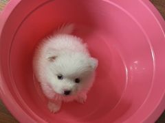 -FAELING PETS美天灵宠物(富力广场店)