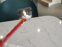 -飞行喵MR PILOT|猫舍·猫咖(静安大融城店)