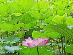-荔湾湖公园