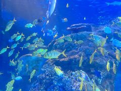 -太平洋海底世界