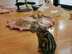 -momokira米努特·德文卷毛猫·棉花面纱犬
