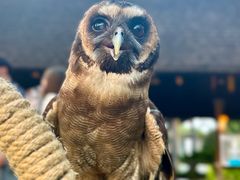 -清迈夜间动物园