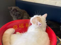 -平行世界·猫咖(首经贸店)