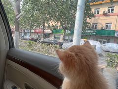 -猫十亿·布偶金渐层·曼基康矮脚猫舍(青年路店)