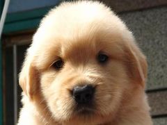 -1013 PET SHOP 宠物商店(近铁城市广场店)