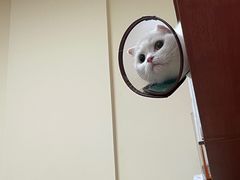 -艾贝尔宠物医院·狂犬免疫点(江山金象城店)