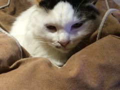 -猫咖时代(中山亭店)