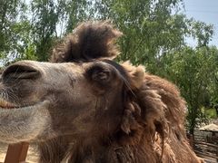 -石家庄市动物园