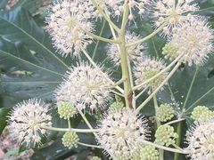 -上海滨江森林公园