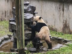 -中国大熊猫保护研究中心雅安碧峰峡基地