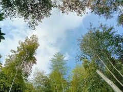 -上海佘山国家森林公园天马山园