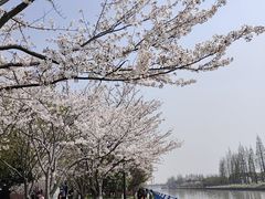 -高东镇樱花园