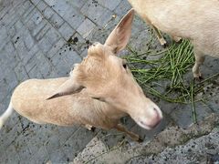 -北京鹿世界主题园