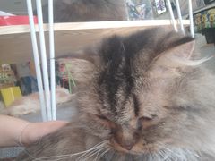 -平行世界·猫咖(首经贸店)