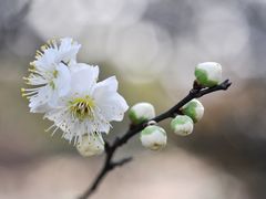 -香雪海