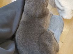 -猫咪派对(江南西店)