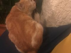 -Sirena海妖日咖夜酒