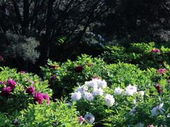 -莲花池公园